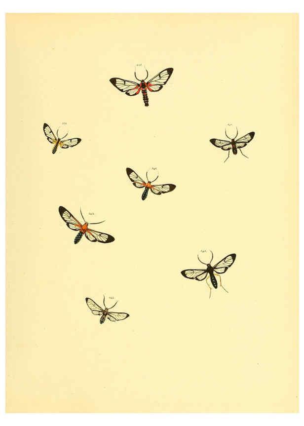 Reproducción/Reproduction 6139889481: Sammlung neuer oder wenig bekannter aussereuropäischer Schmetterlinge. Bd.1. Regensburg :G.J. Manz,1850/1858 [i.e. 1858-1869]