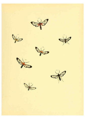 Reproducción/Reproduction 6139889481: Sammlung neuer oder wenig bekannter aussereuropäischer Schmetterlinge. Bd.1. Regensburg :G.J. Manz,1850/1858 [i.e. 1858-1869]