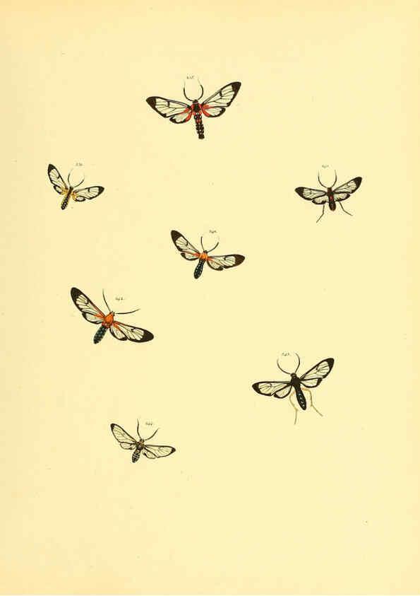 Reproducción/Reproduction 6139889481: Sammlung neuer oder wenig bekannter aussereuropäischer Schmetterlinge. Bd.1. Regensburg :G.J. Manz,1850/1858 [i.e. 1858-1869]