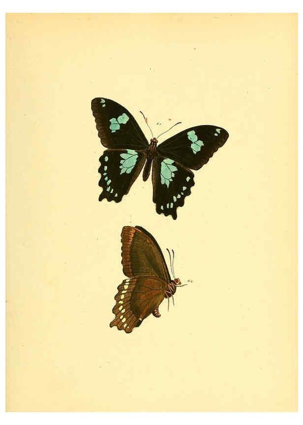 Reproducción/Reproduction 6139870947: Sammlung neuer oder wenig bekannter aussereuropäischer Schmetterlinge. Bd.1. Regensburg :G.J. Manz,1850/1858 [i.e. 1858-1869]