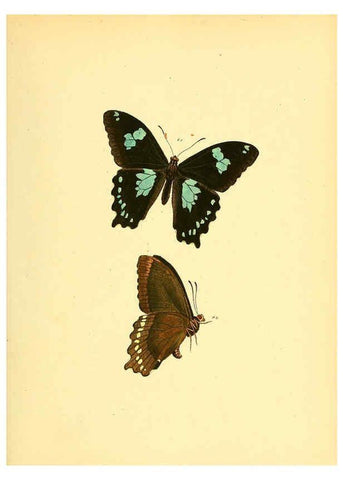 Reproducción/Reproduction 6139870947: Sammlung neuer oder wenig bekannter aussereuropäischer Schmetterlinge. Bd.1. Regensburg :G.J. Manz,1850/1858 [i.e. 1858-1869]