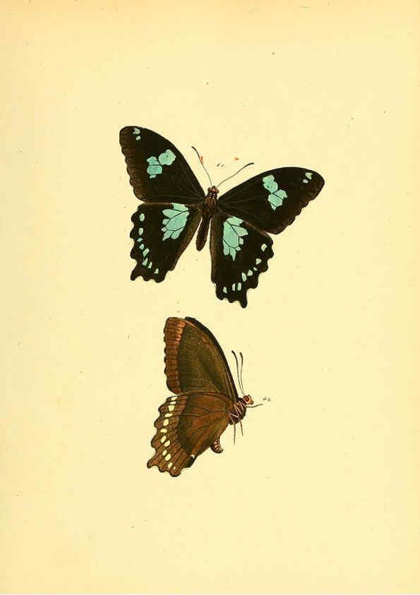 Reproducción/Reproduction 6139870947: Sammlung neuer oder wenig bekannter aussereuropäischer Schmetterlinge. Bd.1. Regensburg :G.J. Manz,1850/1858 [i.e. 1858-1869]