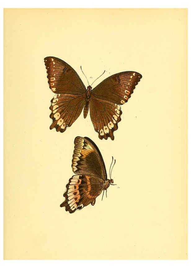 Reproducción/Reproduction 6140422782: Sammlung neuer oder wenig bekannter aussereuropäischer Schmetterlinge. Bd.1. Regensburg :G.J. Manz,1850/1858 [i.e. 1858-1869]