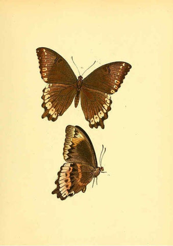 Reproducción/Reproduction 6140422782: Sammlung neuer oder wenig bekannter aussereuropäischer Schmetterlinge. Bd.1. Regensburg :G.J. Manz,1850/1858 [i.e. 1858-1869]