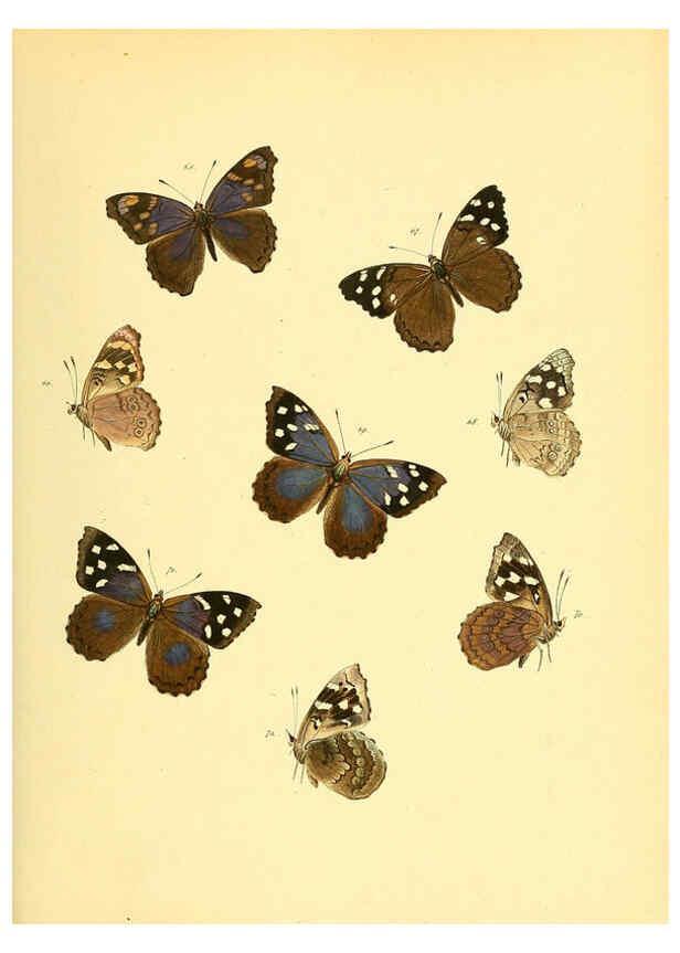 Reproducción/Reproduction 6140423062: Sammlung neuer oder wenig bekannter aussereuropäischer Schmetterlinge. Bd.1. Regensburg :G.J. Manz,1850/1858 [i.e. 1858-1869]