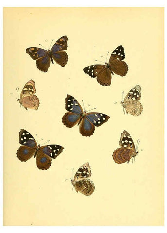 Reproducción/Reproduction 6140423062: Sammlung neuer oder wenig bekannter aussereuropäischer Schmetterlinge. Bd.1. Regensburg :G.J. Manz,1850/1858 [i.e. 1858-1869]