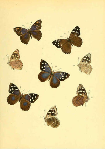 Reproducción/Reproduction 6140423062: Sammlung neuer oder wenig bekannter aussereuropäischer Schmetterlinge. Bd.1. Regensburg :G.J. Manz,1850/1858 [i.e. 1858-1869]