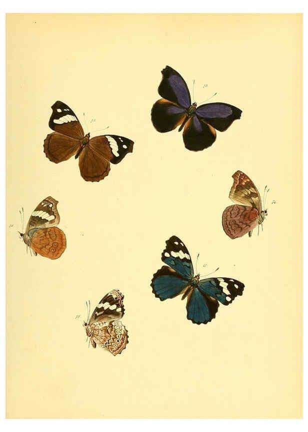 Reproducción/Reproduction 6139871879: Sammlung neuer oder wenig bekannter aussereuropäischer Schmetterlinge. Bd.1. Regensburg :G.J. Manz,1850/1858 [i.e. 1858-1869]