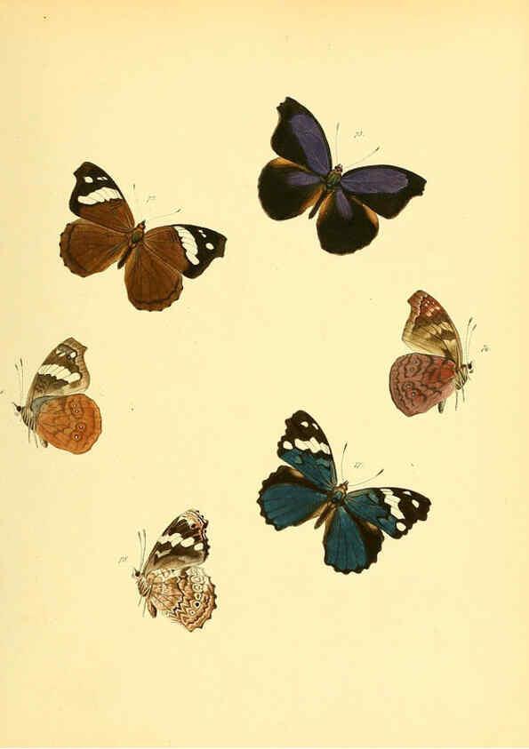 Reproducción/Reproduction 6139871879: Sammlung neuer oder wenig bekannter aussereuropäischer Schmetterlinge. Bd.1. Regensburg :G.J. Manz,1850/1858 [i.e. 1858-1869]