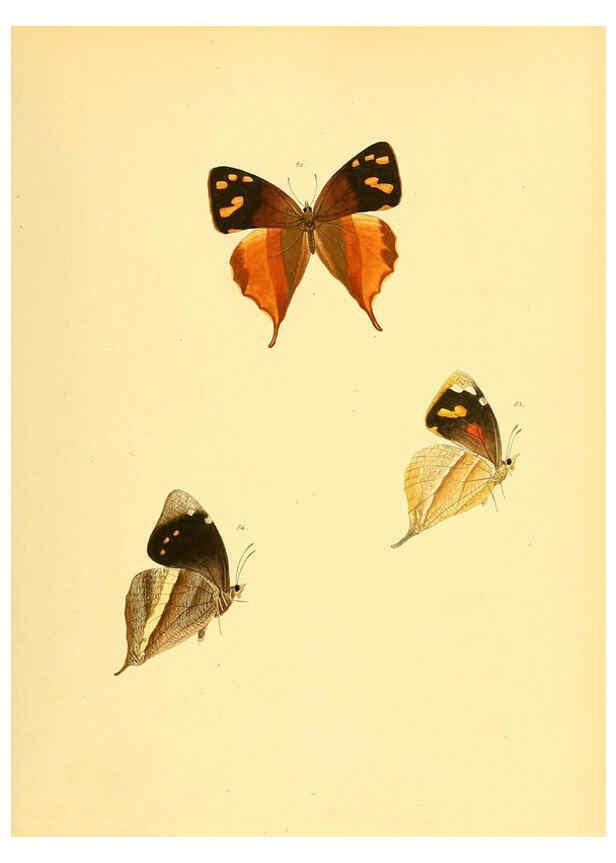 Reproducción/Reproduction 6140423620: Sammlung neuer oder wenig bekannter aussereuropäischer Schmetterlinge. Bd.1. Regensburg :G.J. Manz,1850/1858 [i.e. 1858-1869]