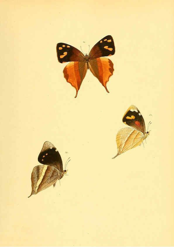 Reproducción/Reproduction 6140423620: Sammlung neuer oder wenig bekannter aussereuropäischer Schmetterlinge. Bd.1. Regensburg :G.J. Manz,1850/1858 [i.e. 1858-1869]