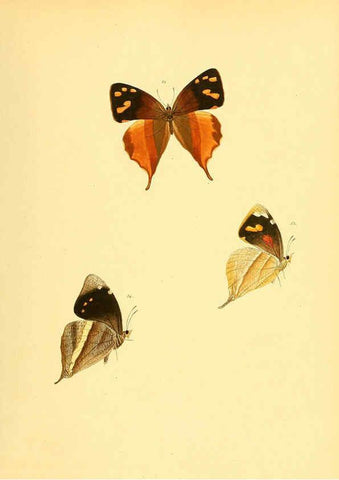 Reproducción/Reproduction 6140423620: Sammlung neuer oder wenig bekannter aussereuropäischer Schmetterlinge. Bd.1. Regensburg :G.J. Manz,1850/1858 [i.e. 1858-1869]