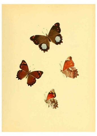 Reproducción/Reproduction 6139872497: Sammlung neuer oder wenig bekannter aussereuropäischer Schmetterlinge. Bd.1. Regensburg :G.J. Manz,1850/1858 [i.e. 1858-1869]