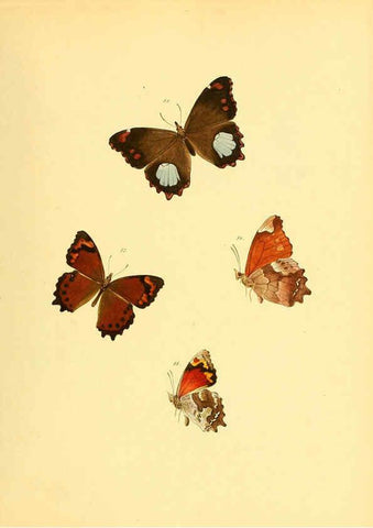 Reproducción/Reproduction 6139872497: Sammlung neuer oder wenig bekannter aussereuropäischer Schmetterlinge. Bd.1. Regensburg :G.J. Manz,1850/1858 [i.e. 1858-1869]