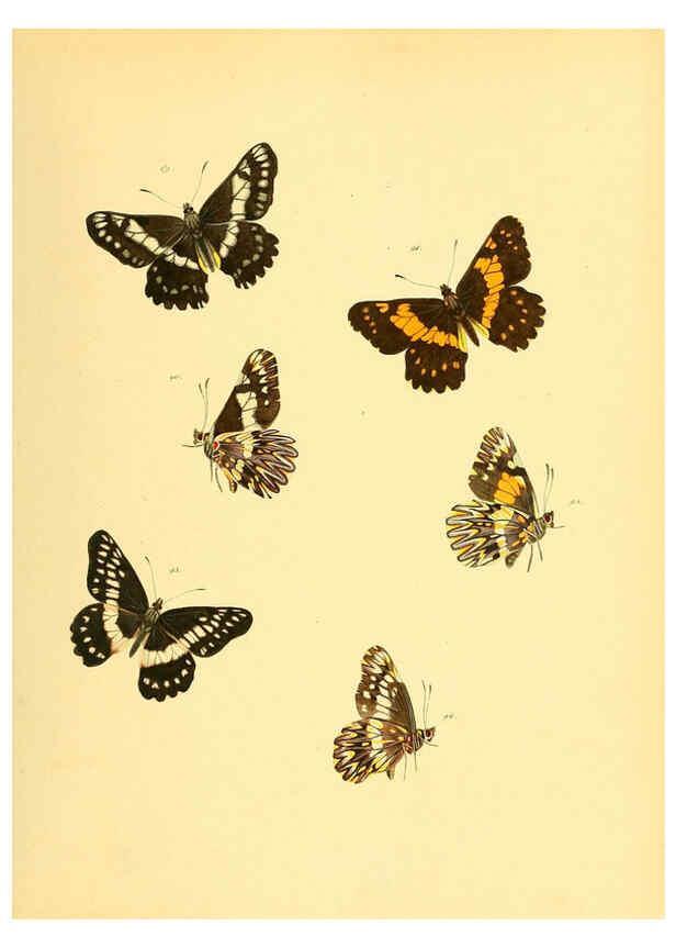 Reproducción/Reproduction 6140424174: Sammlung neuer oder wenig bekannter aussereuropäischer Schmetterlinge. Bd.1. Regensburg :G.J. Manz,1850/1858 [i.e. 1858-1869]