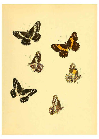 Reproducción/Reproduction 6140424174: Sammlung neuer oder wenig bekannter aussereuropäischer Schmetterlinge. Bd.1. Regensburg :G.J. Manz,1850/1858 [i.e. 1858-1869]