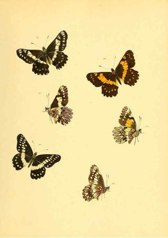 Reproducción/Reproduction 6140424174: Sammlung neuer oder wenig bekannter aussereuropäischer Schmetterlinge. Bd.1. Regensburg :G.J. Manz,1850/1858 [i.e. 1858-1869]