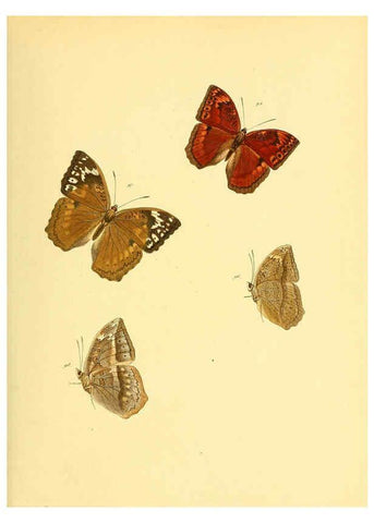 Reproducción/Reproduction 6140424674: Sammlung neuer oder wenig bekannter aussereuropäischer Schmetterlinge. Bd.1. Regensburg :G.J. Manz,1850/1858 [i.e. 1858-1869]