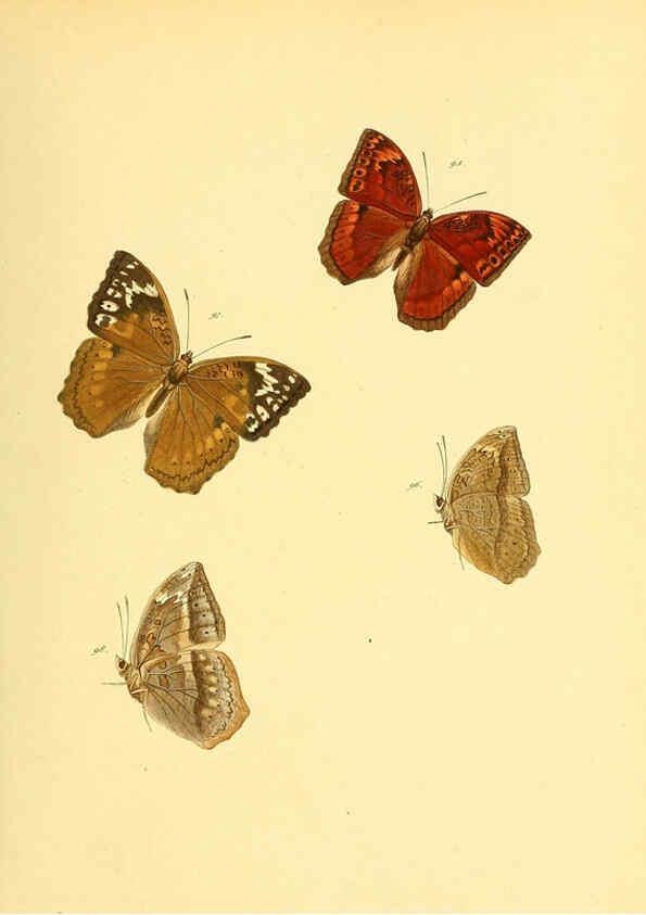 Reproducción/Reproduction 6140424674: Sammlung neuer oder wenig bekannter aussereuropäischer Schmetterlinge. Bd.1. Regensburg :G.J. Manz,1850/1858 [i.e. 1858-1869]