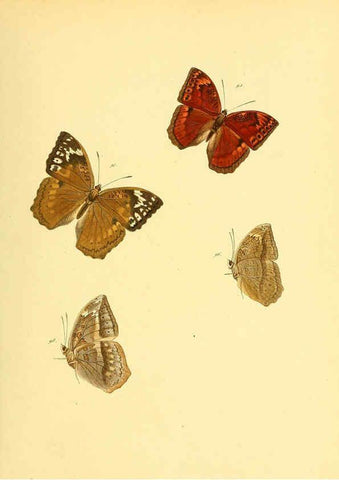 Reproducción/Reproduction 6140424674: Sammlung neuer oder wenig bekannter aussereuropäischer Schmetterlinge. Bd.1. Regensburg :G.J. Manz,1850/1858 [i.e. 1858-1869]