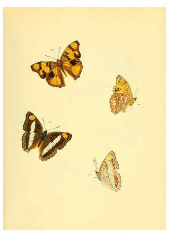 Reproducción/Reproduction 6140425200: Sammlung neuer oder wenig bekannter aussereuropäischer Schmetterlinge. Bd.1. Regensburg :G.J. Manz,1850/1858 [i.e. 1858-1869]