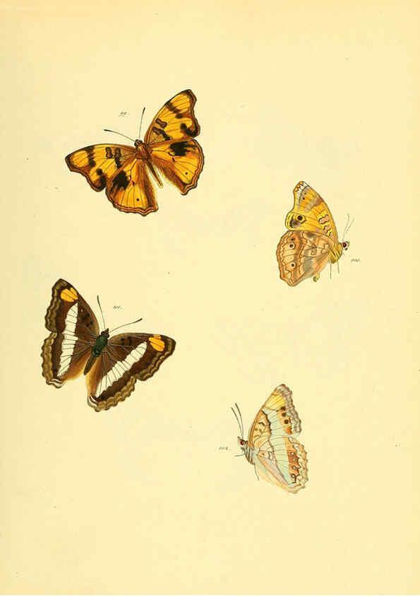 Reproducción/Reproduction 6140425200: Sammlung neuer oder wenig bekannter aussereuropäischer Schmetterlinge. Bd.1. Regensburg :G.J. Manz,1850/1858 [i.e. 1858-1869]