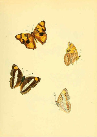 Reproducción/Reproduction 6140425200: Sammlung neuer oder wenig bekannter aussereuropäischer Schmetterlinge. Bd.1. Regensburg :G.J. Manz,1850/1858 [i.e. 1858-1869]