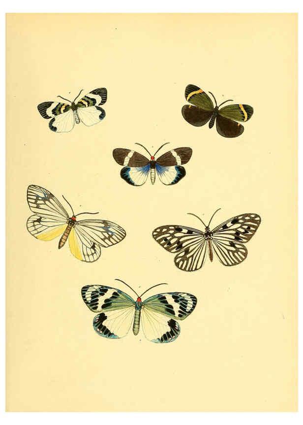 Reproducción/Reproduction 6139874383: Sammlung neuer oder wenig bekannter aussereuropäischer Schmetterlinge. Bd.1. Regensburg :G.J. Manz,1850/1858 [i.e. 1858-1869]