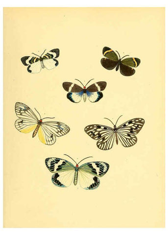 Reproducción/Reproduction 6139874383: Sammlung neuer oder wenig bekannter aussereuropäischer Schmetterlinge. Bd.1. Regensburg :G.J. Manz,1850/1858 [i.e. 1858-1869]