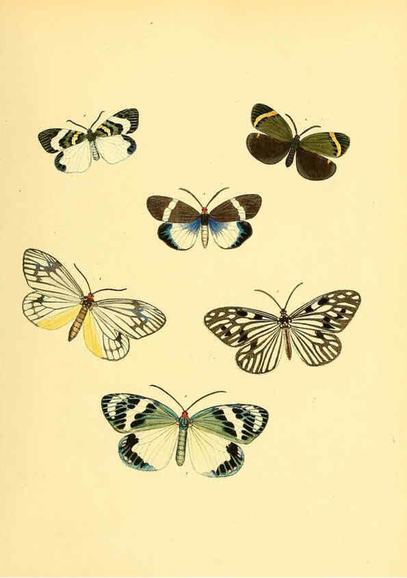 Reproducción/Reproduction 6139874383: Sammlung neuer oder wenig bekannter aussereuropäischer Schmetterlinge. Bd.1. Regensburg :G.J. Manz,1850/1858 [i.e. 1858-1869]