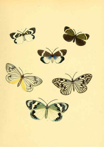 Reproducción/Reproduction 6139874383: Sammlung neuer oder wenig bekannter aussereuropäischer Schmetterlinge. Bd.1. Regensburg :G.J. Manz,1850/1858 [i.e. 1858-1869]