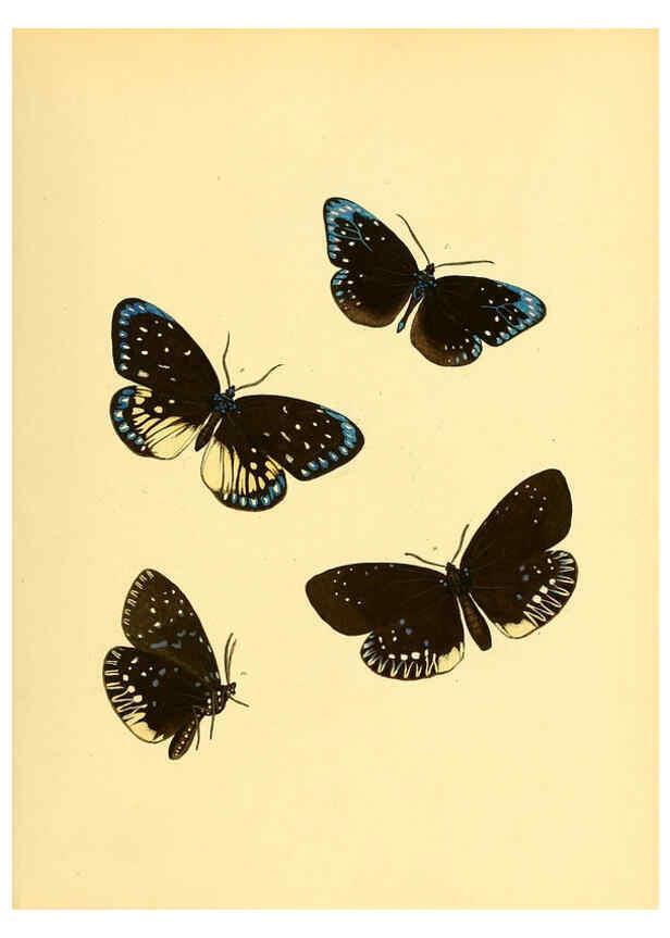 Reproducción/Reproduction 6139874745: Sammlung neuer oder wenig bekannter aussereuropäischer Schmetterlinge. Bd.1. Regensburg :G.J. Manz,1850/1858 [i.e. 1858-1869]