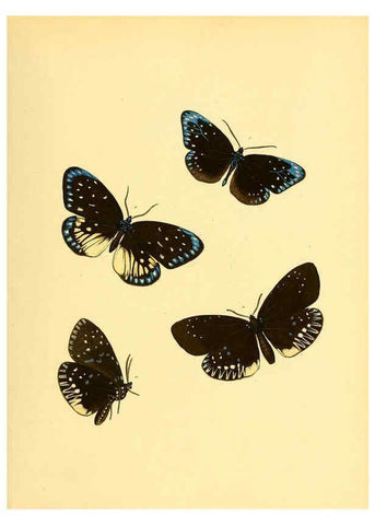 Reproducción/Reproduction 6139874745: Sammlung neuer oder wenig bekannter aussereuropäischer Schmetterlinge. Bd.1. Regensburg :G.J. Manz,1850/1858 [i.e. 1858-1869]