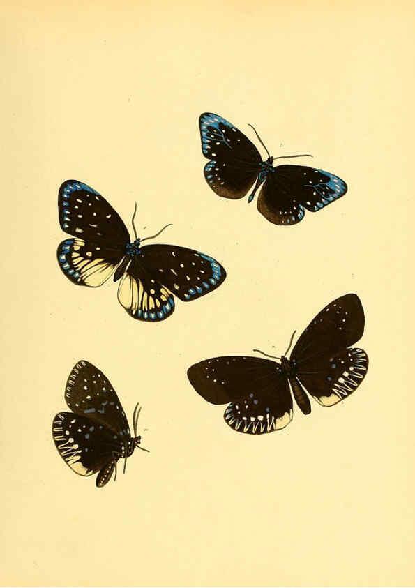 Reproducción/Reproduction 6139874745: Sammlung neuer oder wenig bekannter aussereuropäischer Schmetterlinge. Bd.1. Regensburg :G.J. Manz,1850/1858 [i.e. 1858-1869]