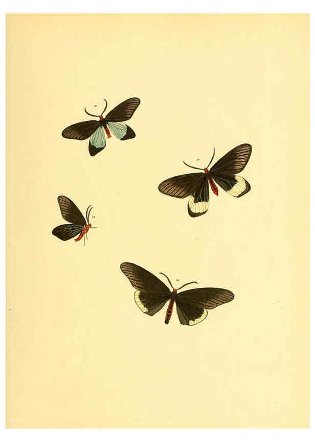 Reproducción/Reproduction 6139874953: Sammlung neuer oder wenig bekannter aussereuropäischer Schmetterlinge. Bd.1. Regensburg :G.J. Manz,1850/1858 [i.e. 1858-1869]