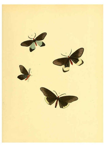 Reproducción/Reproduction 6139874953: Sammlung neuer oder wenig bekannter aussereuropäischer Schmetterlinge. Bd.1. Regensburg :G.J. Manz,1850/1858 [i.e. 1858-1869]