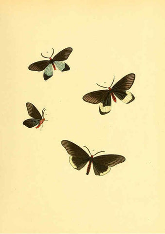 Reproducción/Reproduction 6139874953: Sammlung neuer oder wenig bekannter aussereuropäischer Schmetterlinge. Bd.1. Regensburg :G.J. Manz,1850/1858 [i.e. 1858-1869]