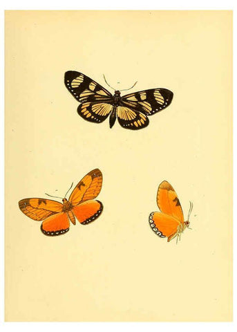 Reproducción/Reproduction 6140426906: Sammlung neuer oder wenig bekannter aussereuropäischer Schmetterlinge. Bd.1. Regensburg :G.J. Manz,1850/1858 [i.e. 1858-1869]