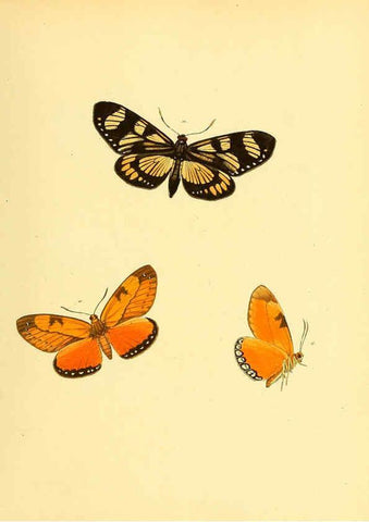 Reproducción/Reproduction 6140426906: Sammlung neuer oder wenig bekannter aussereuropäischer Schmetterlinge. Bd.1. Regensburg :G.J. Manz,1850/1858 [i.e. 1858-1869]