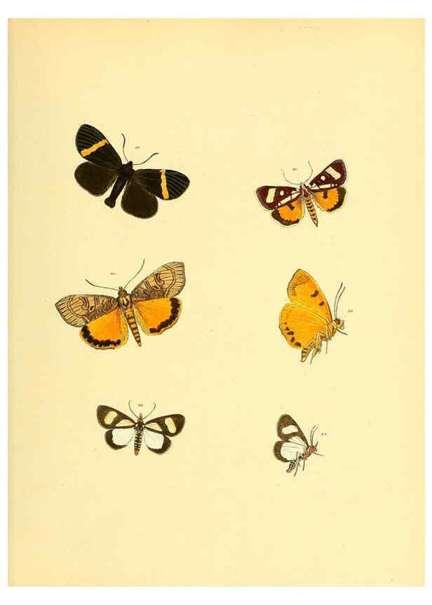 Reproducción/Reproduction 6139875857: Sammlung neuer oder wenig bekannter aussereuropäischer Schmetterlinge. Bd.1. Regensburg :G.J. Manz,1850/1858 [i.e. 1858-1869]