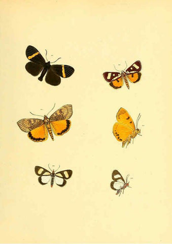 Reproducción/Reproduction 6139875857: Sammlung neuer oder wenig bekannter aussereuropäischer Schmetterlinge. Bd.1. Regensburg :G.J. Manz,1850/1858 [i.e. 1858-1869]