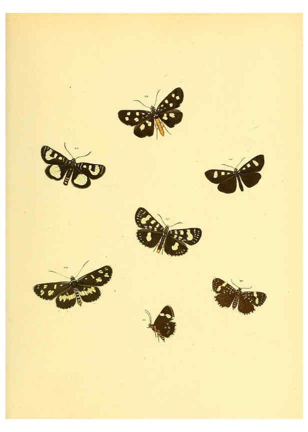 Reproducción/Reproduction 6140427588: Sammlung neuer oder wenig bekannter aussereuropäischer Schmetterlinge. Bd.1. Regensburg :G.J. Manz,1850/1858 [i.e. 1858-1869]
