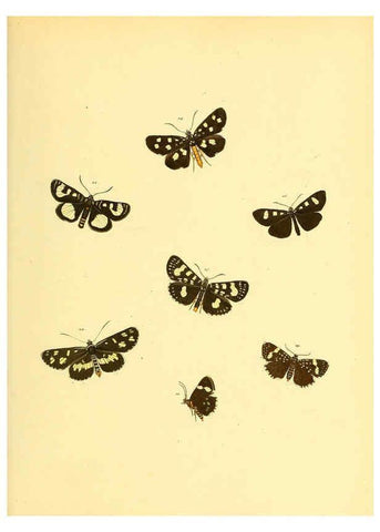 Reproducción/Reproduction 6140427588: Sammlung neuer oder wenig bekannter aussereuropäischer Schmetterlinge. Bd.1. Regensburg :G.J. Manz,1850/1858 [i.e. 1858-1869]