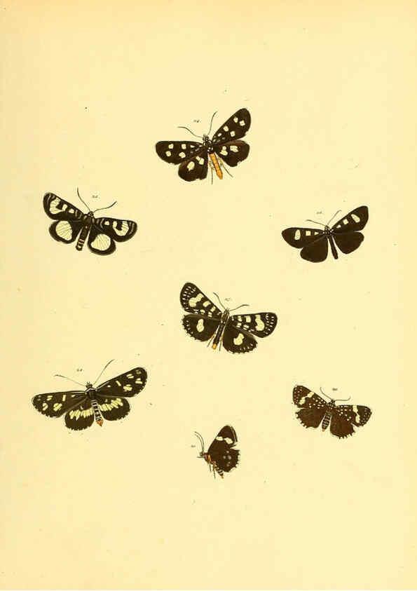 Reproducción/Reproduction 6140427588: Sammlung neuer oder wenig bekannter aussereuropäischer Schmetterlinge. Bd.1. Regensburg :G.J. Manz,1850/1858 [i.e. 1858-1869]