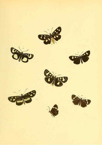 Reproducción/Reproduction 6140427588: Sammlung neuer oder wenig bekannter aussereuropäischer Schmetterlinge. Bd.1. Regensburg :G.J. Manz,1850/1858 [i.e. 1858-1869]