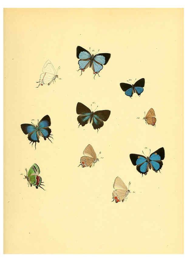 Reproducción/Reproduction 6140422050: Sammlung neuer oder wenig bekannter aussereuropäischer Schmetterlinge. Bd.1. Regensburg :G.J. Manz,1850/1858 [i.e. 1858-1869]