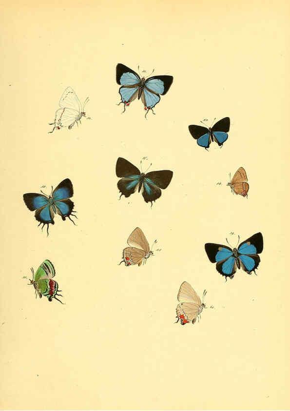 Reproducción/Reproduction 6140422050: Sammlung neuer oder wenig bekannter aussereuropäischer Schmetterlinge. Bd.1. Regensburg :G.J. Manz,1850/1858 [i.e. 1858-1869]