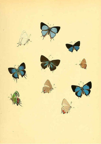 Reproducción/Reproduction 6140422050: Sammlung neuer oder wenig bekannter aussereuropäischer Schmetterlinge. Bd.1. Regensburg :G.J. Manz,1850/1858 [i.e. 1858-1869]