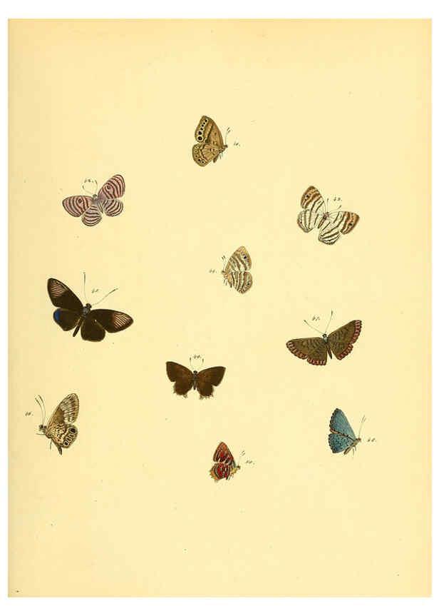 Reproducción/Reproduction 6139870355: Sammlung neuer oder wenig bekannter aussereuropäischer Schmetterlinge. Bd.1. Regensburg :G.J. Manz,1850/1858 [i.e. 1858-1869]