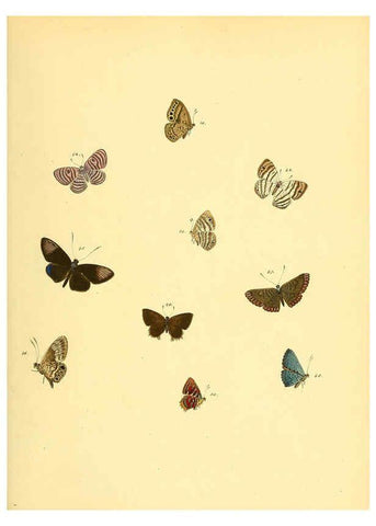 Reproducción/Reproduction 6139870355: Sammlung neuer oder wenig bekannter aussereuropäischer Schmetterlinge. Bd.1. Regensburg :G.J. Manz,1850/1858 [i.e. 1858-1869]